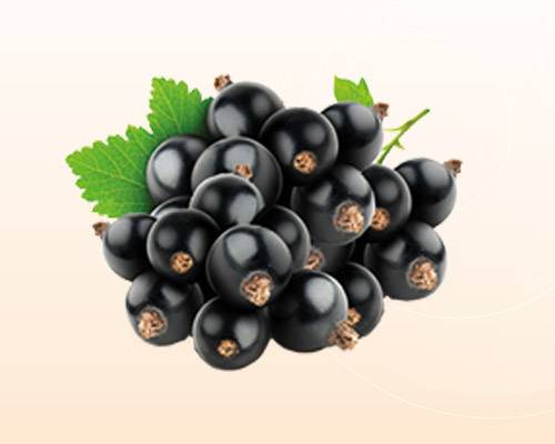 easyDrink schwarze Johannisbeere