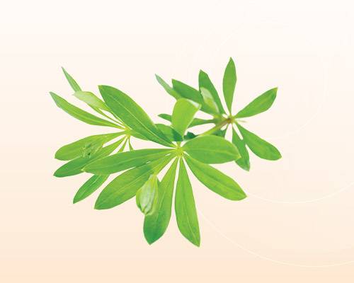 easyDrink Waldmeister